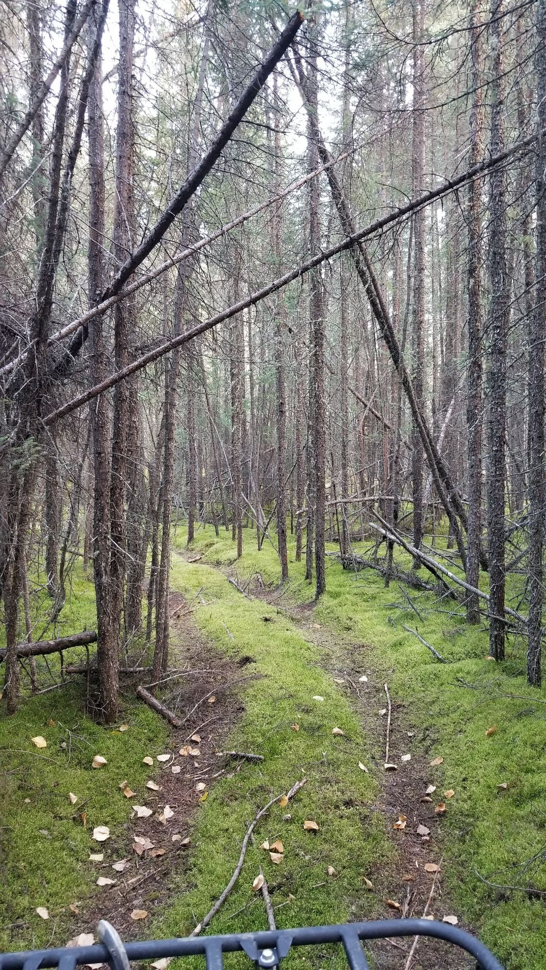 A trail winds through A stand of slender spruce trees and a blanket of moss covers the ground. There is no undergrowth