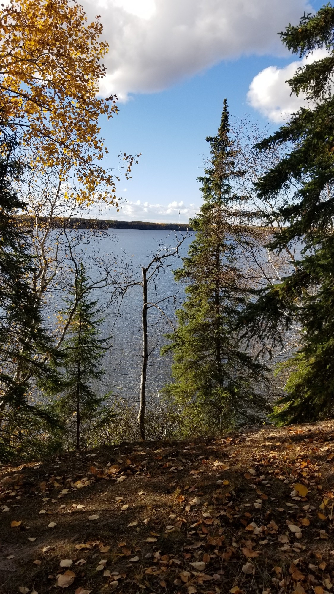 A view of the lake through the trees