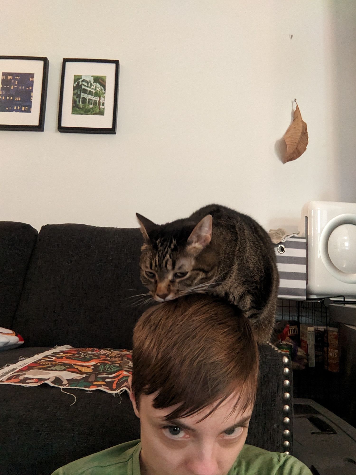 A brown tabby cat perches on a couch arm to lick the short light brown hair of me, the person sitting on the floor in front of them