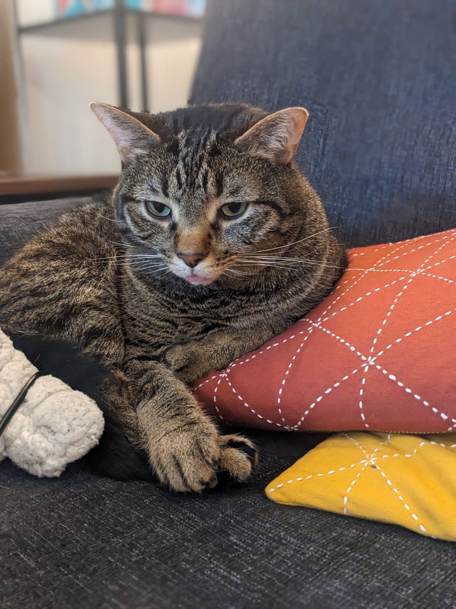 Brown tabby cat sits curled up with a slight blep, propped up on red and gold pillows on a dark grey couch