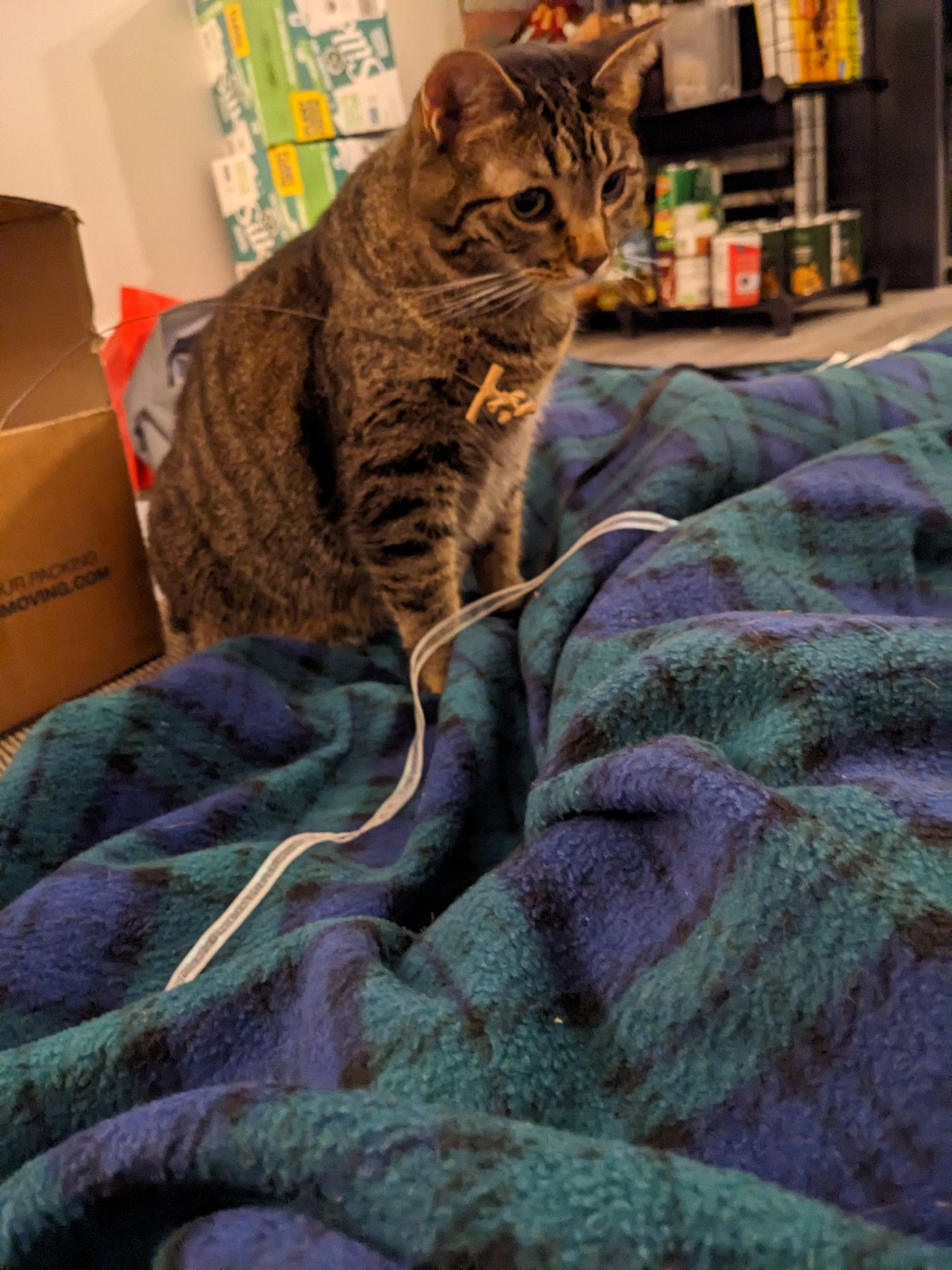 A brown tabby cat sits on a blue green and black plaid blanket.