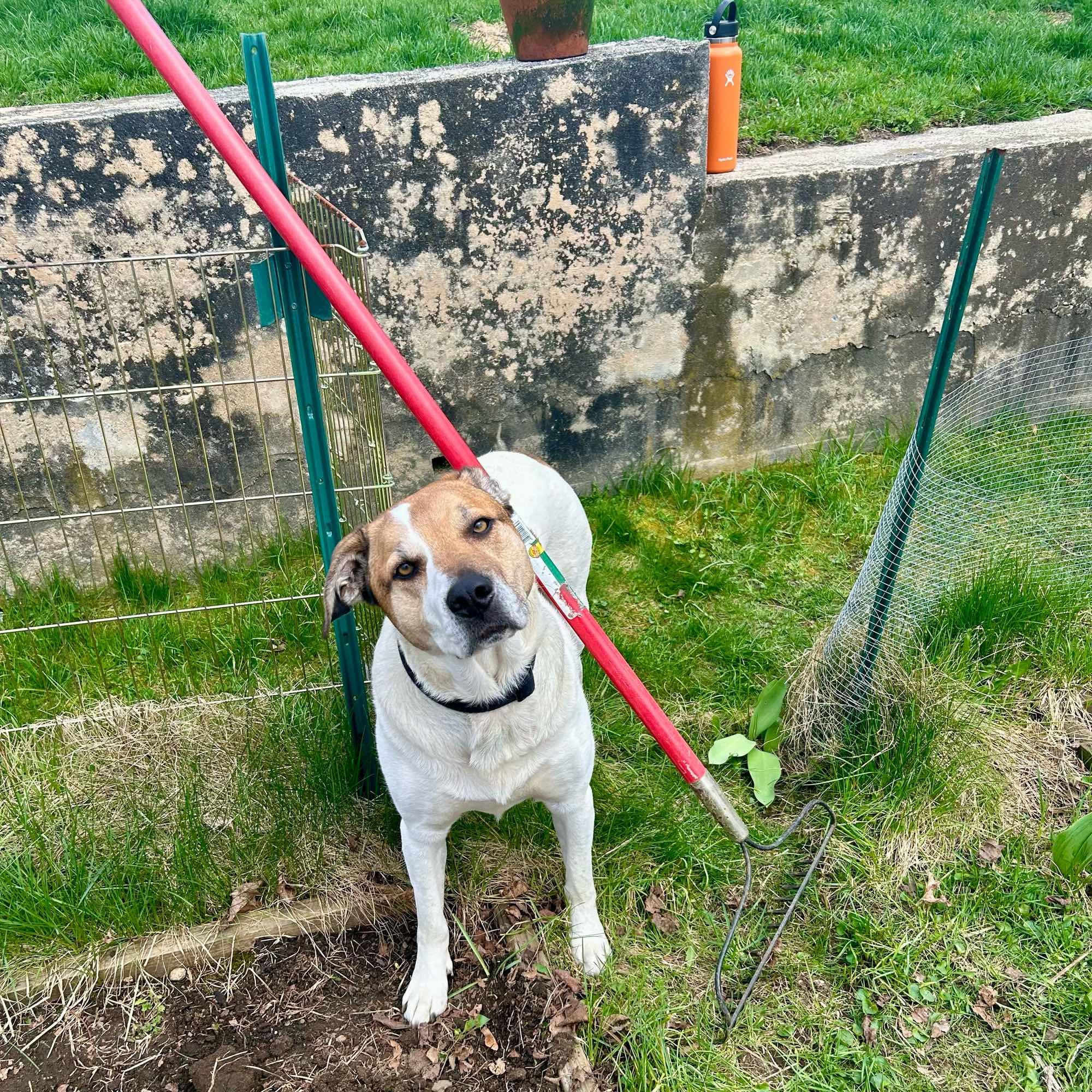 A brown and white dog appears to be stuck between a rake and a garden fence.