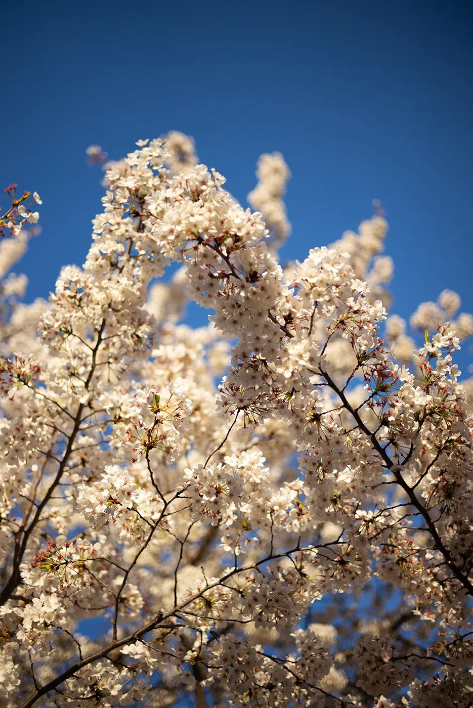 An image of cherry blossoms in Washington D.C. against a blue sky.