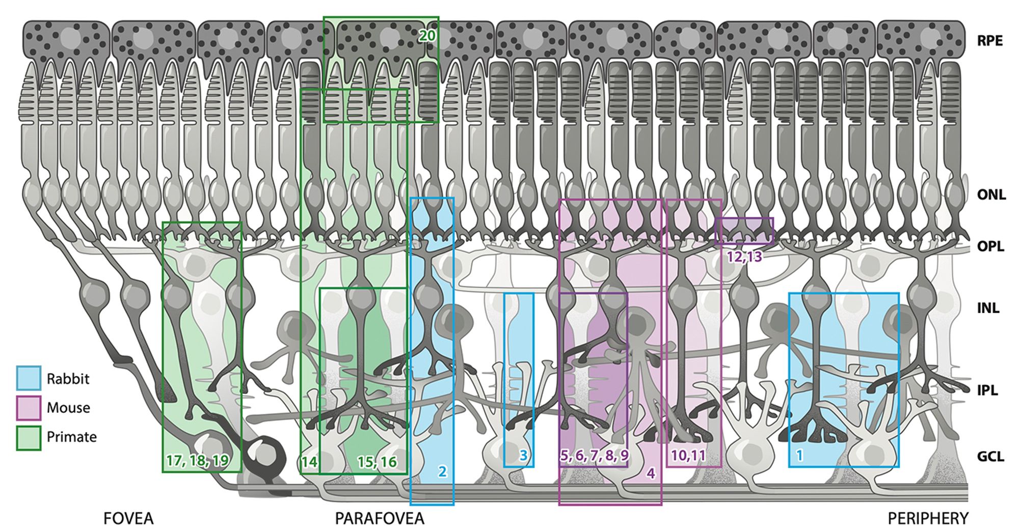 A cartoon modified from Crystal Sigulinsky of the vertical representation of retina.