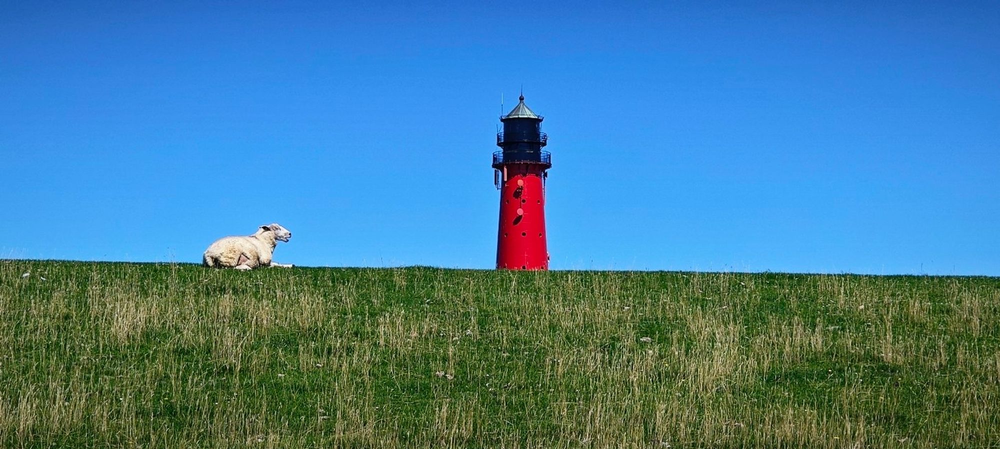 Ein Schaf liegt auf dem Deich, im Hintergrund ein Leuchtturm.