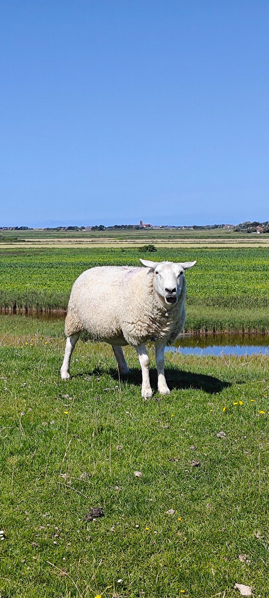 Ein Schaf guckt in die Kamera, im Hintergrund die Insel Pellworm.