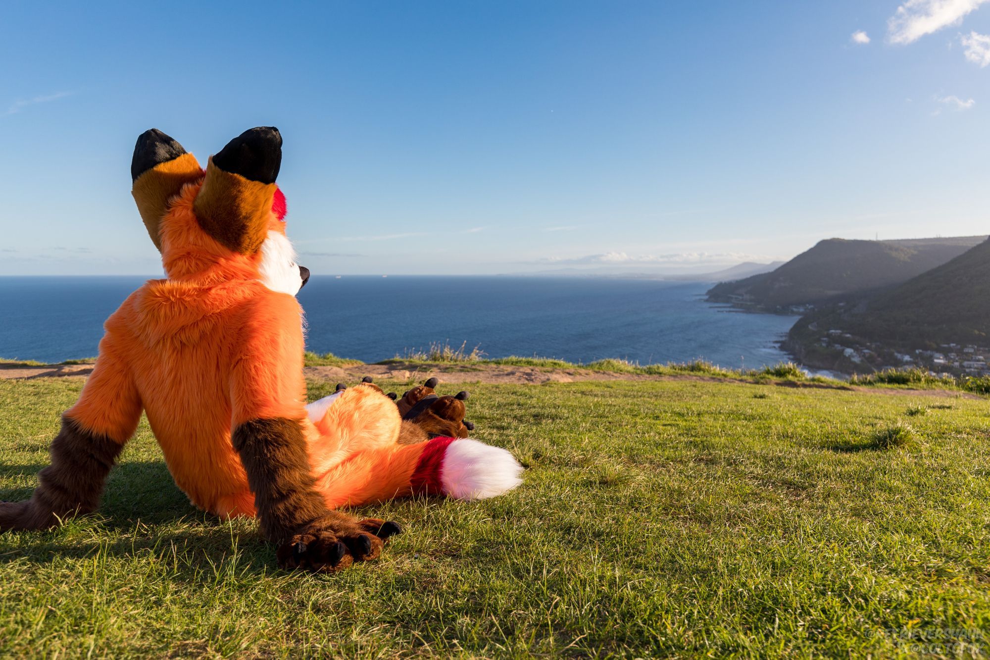 Colto Fox (orange, white, brown, and red fox fursuiter) lying on top of an ocean-side grassy hill looking out over the ocean. His back is to the viewer and his arms are supporting him.