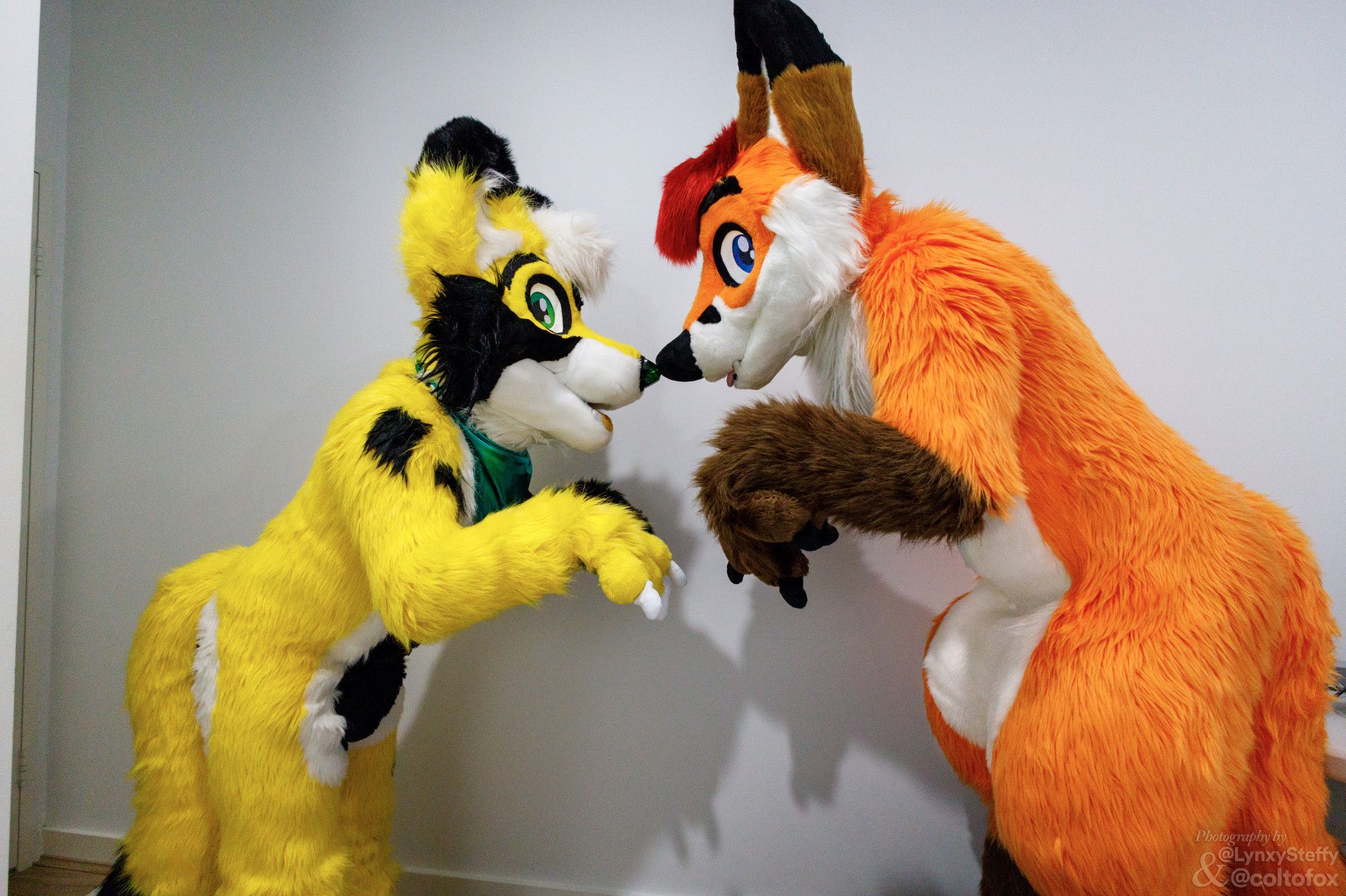 Dilyn (yellow, black and white fox fursuiter) wearing a green bandana nose booping Colto Fox (tall orange, brown, white, and red fox fursuiter) inside a room.