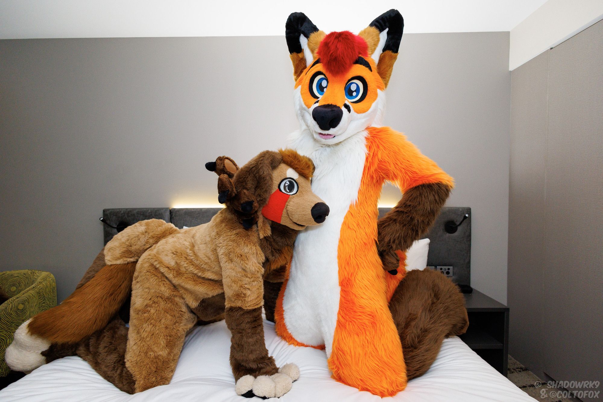 Cheaf (brown, red and white dog fursuiter) on a bed in a dog pose with his head against Colto Fox (orange, white, brown and red fox fursuiter)'s belly. Colto is kneeling tall on the bed with his one hand on his hip and the other on Cheaf's head.