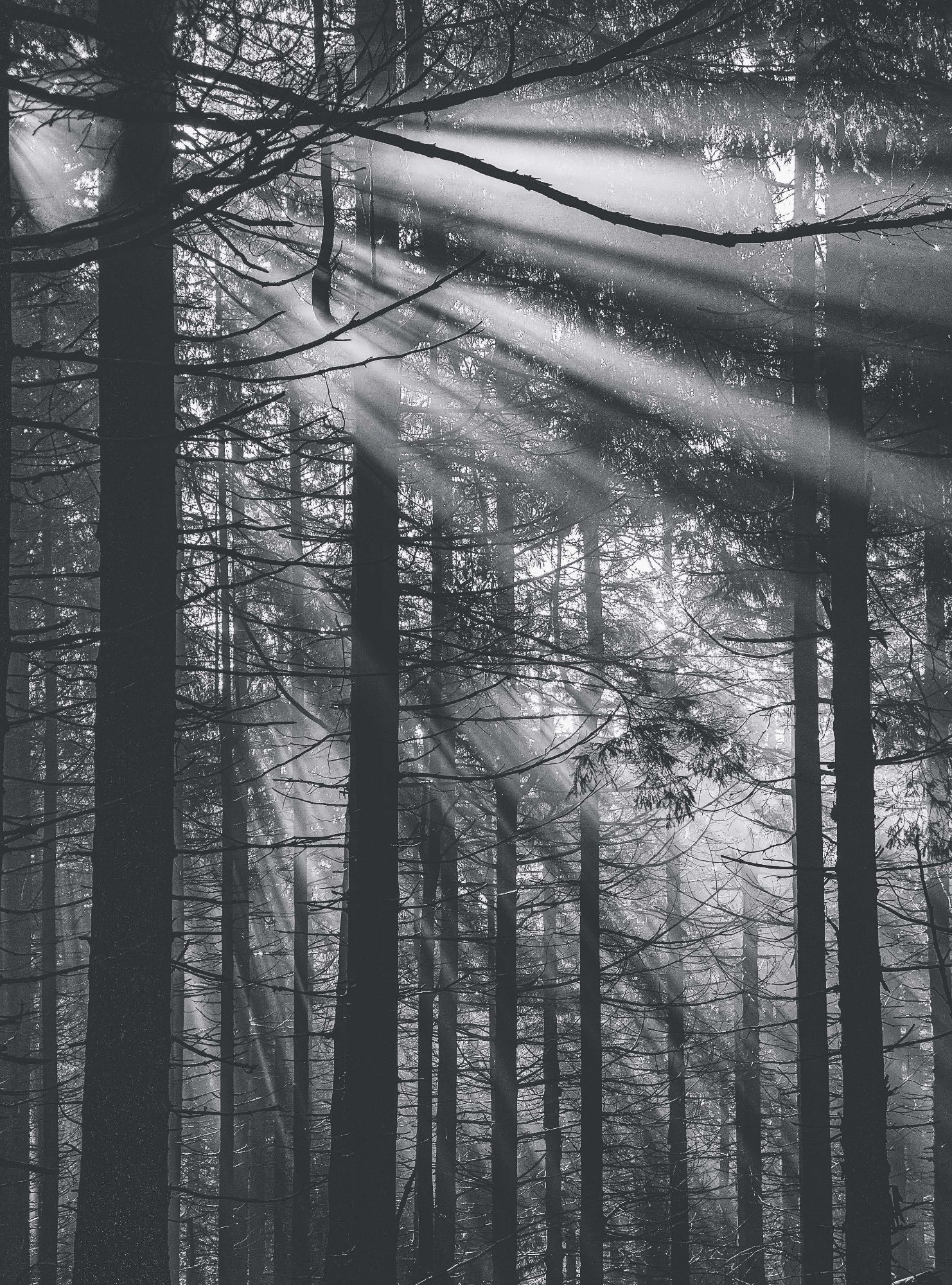 A monochrome photo of trees and defracting lights