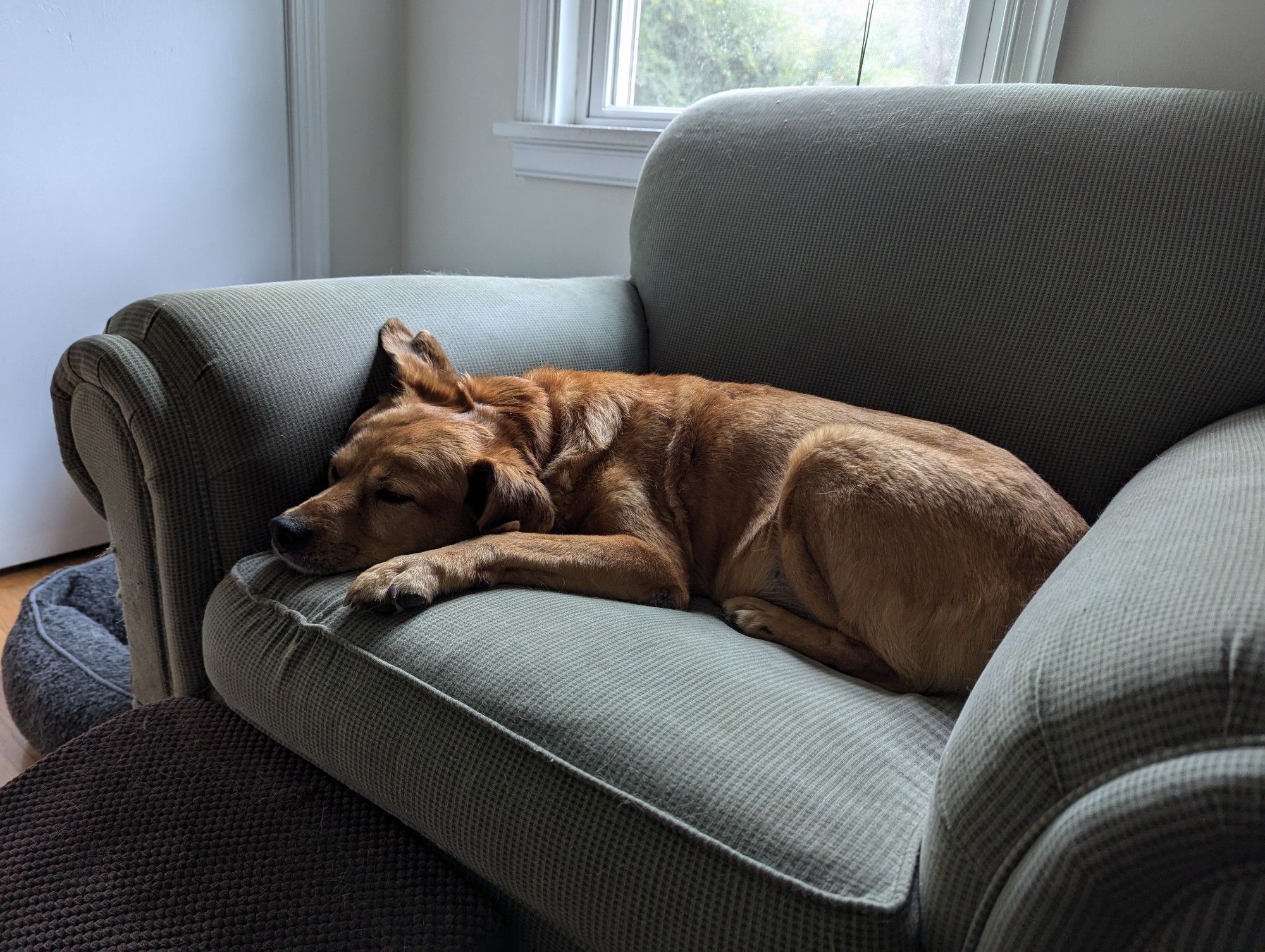 Morty the dog, napping on a big green armchair on a grey Friday afternoon