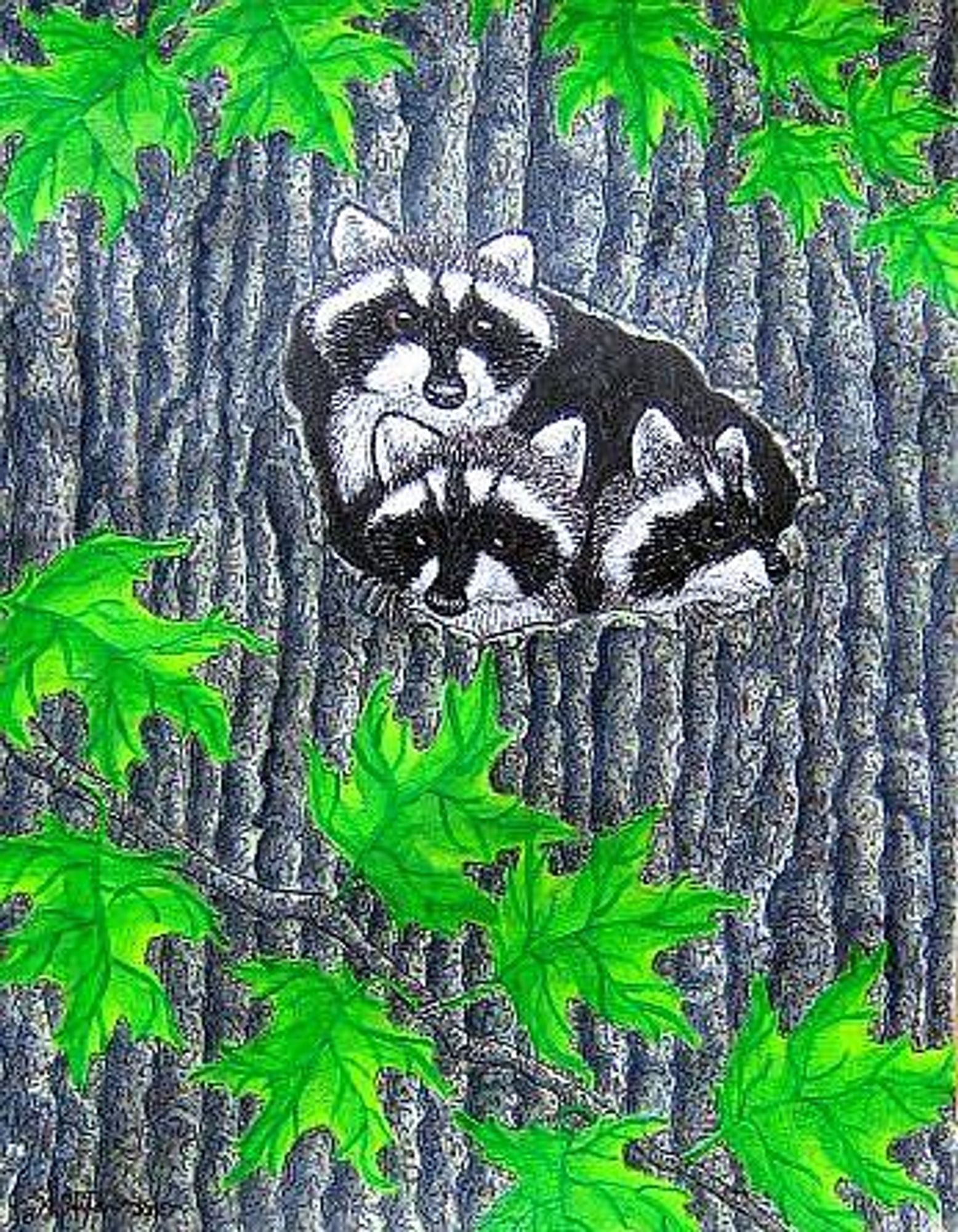 pen & ink drawing of raccoon kits peeking out of a hole in a maple tree trunk in springtime.