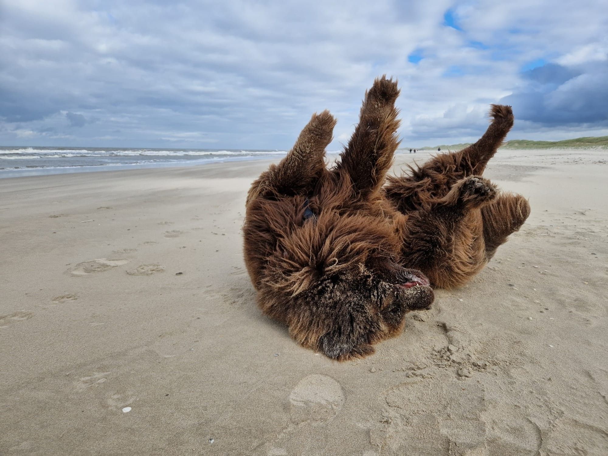 Dorus de bruine newfoundlander  op zijn rug op het strand,  vier poten in de lucht. 
Wisselend bewolkt.