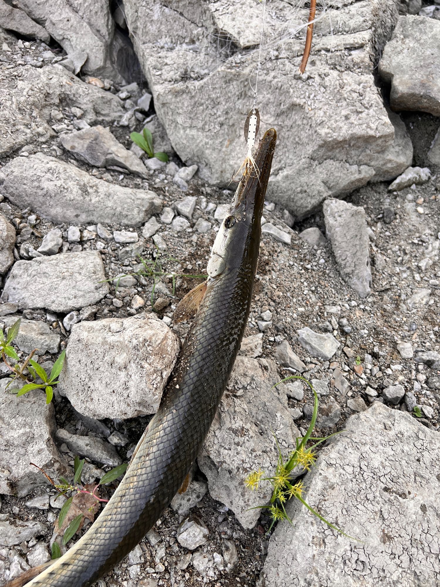 ~2 foot longnose gar