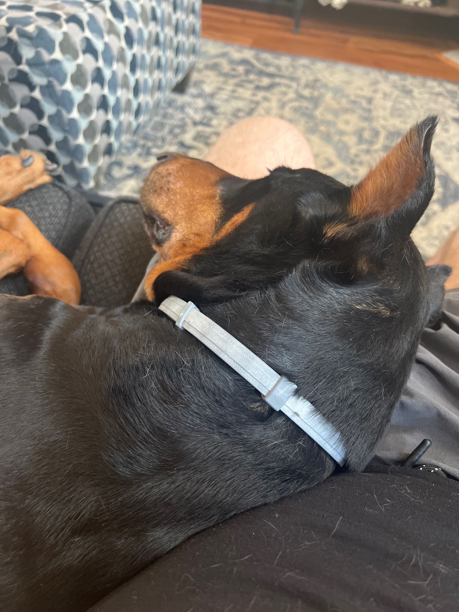 dog using my lap as a pillow