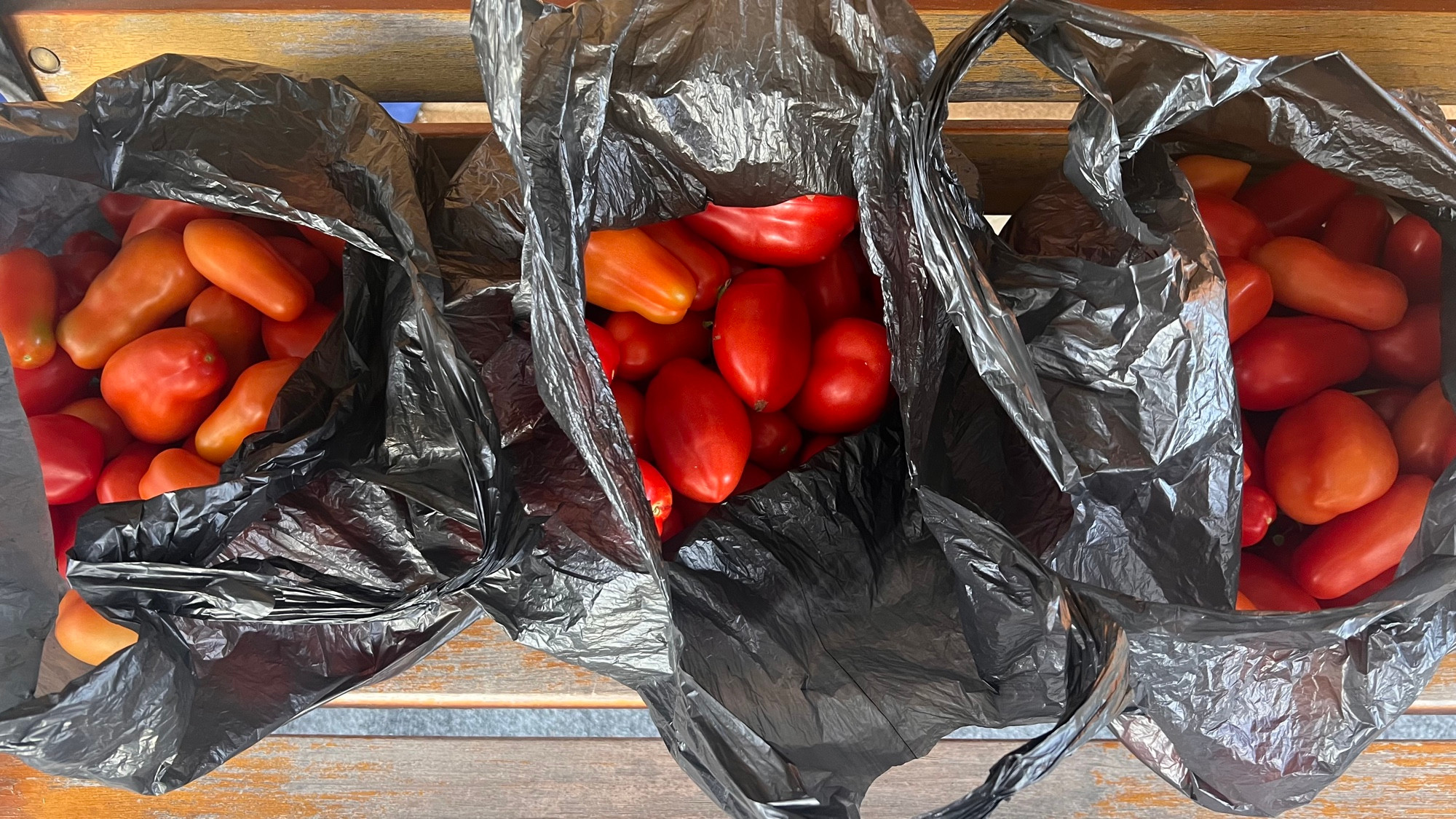 That’s a lot of tomatoes. 
