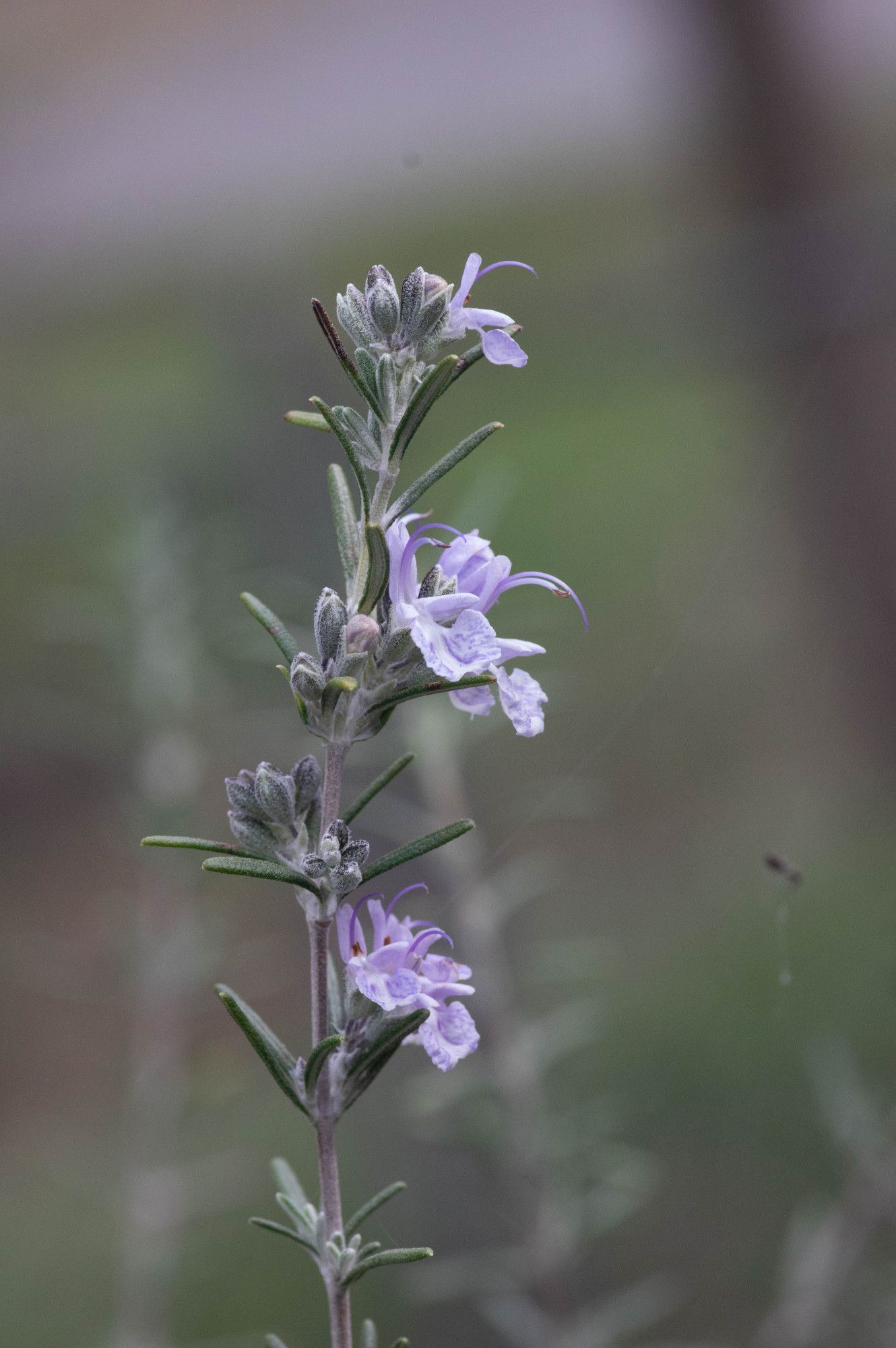 The last few inches of a rosemary branch. In bloom, with light purple flowers.