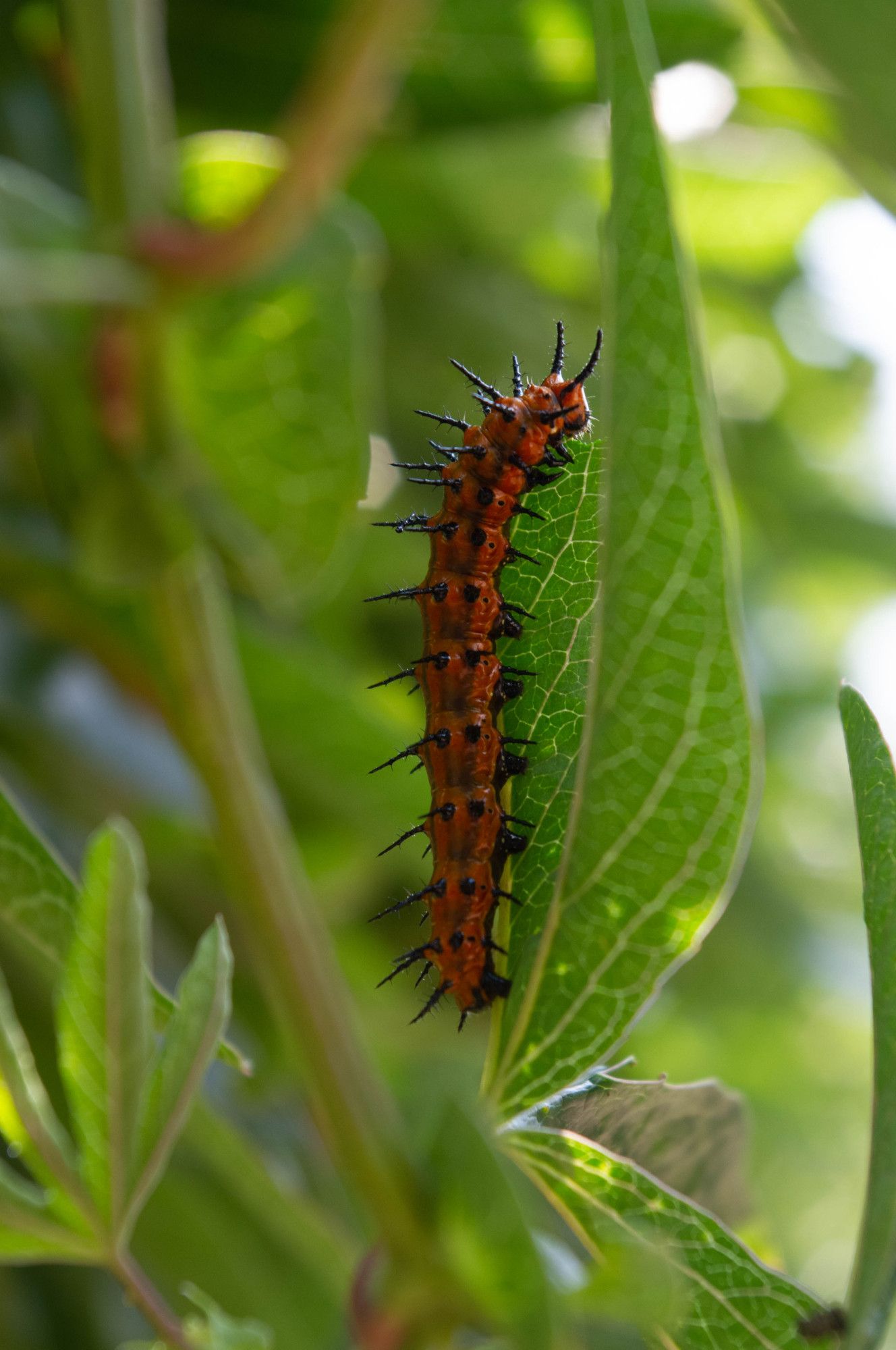 An orange caterpillar with black spikes stretched out vertically. It is eating a green leaf with creamy white veins.