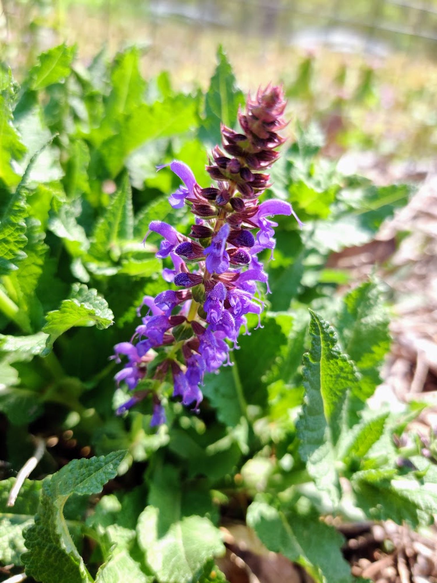 Raceme of a mint plant with purple flowers and buds in the center frame.