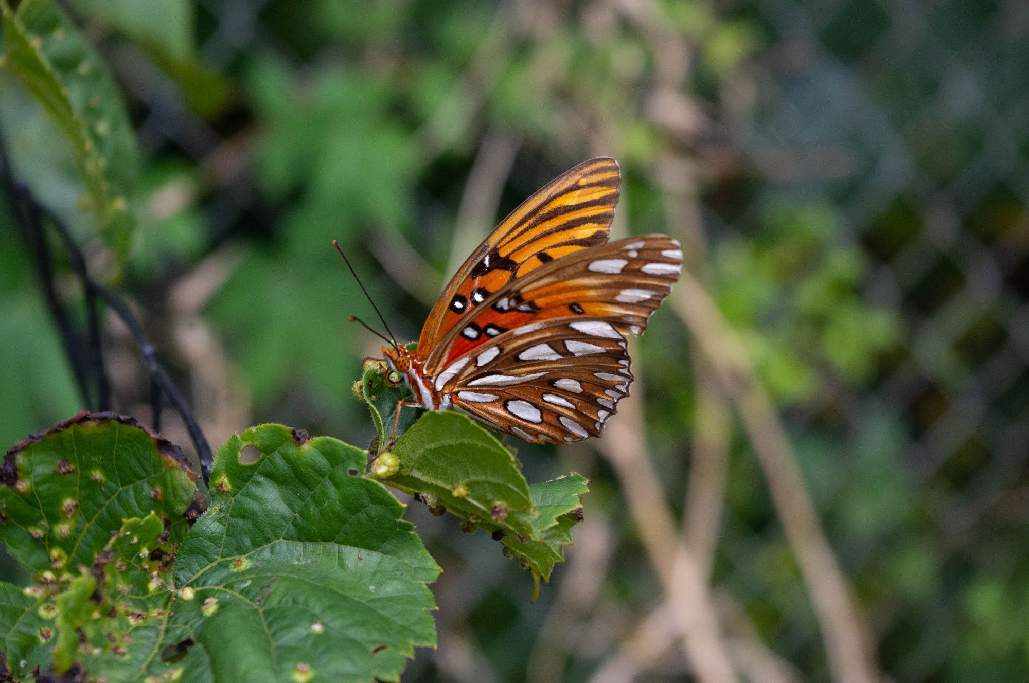 An orange butterfly in profile on damaged green leaves. The butterfly has white splotches and a little black on its wings.