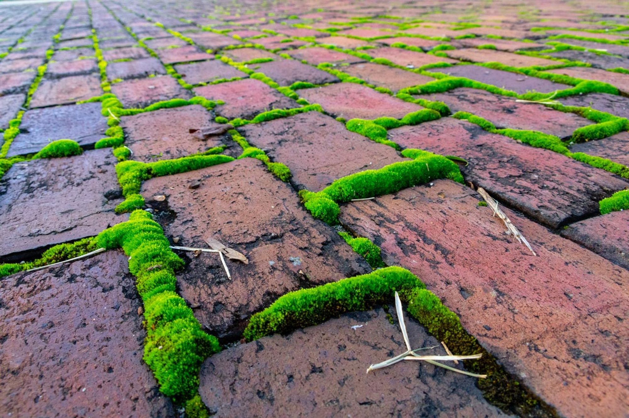 Red brick pavers edged with bright green moss