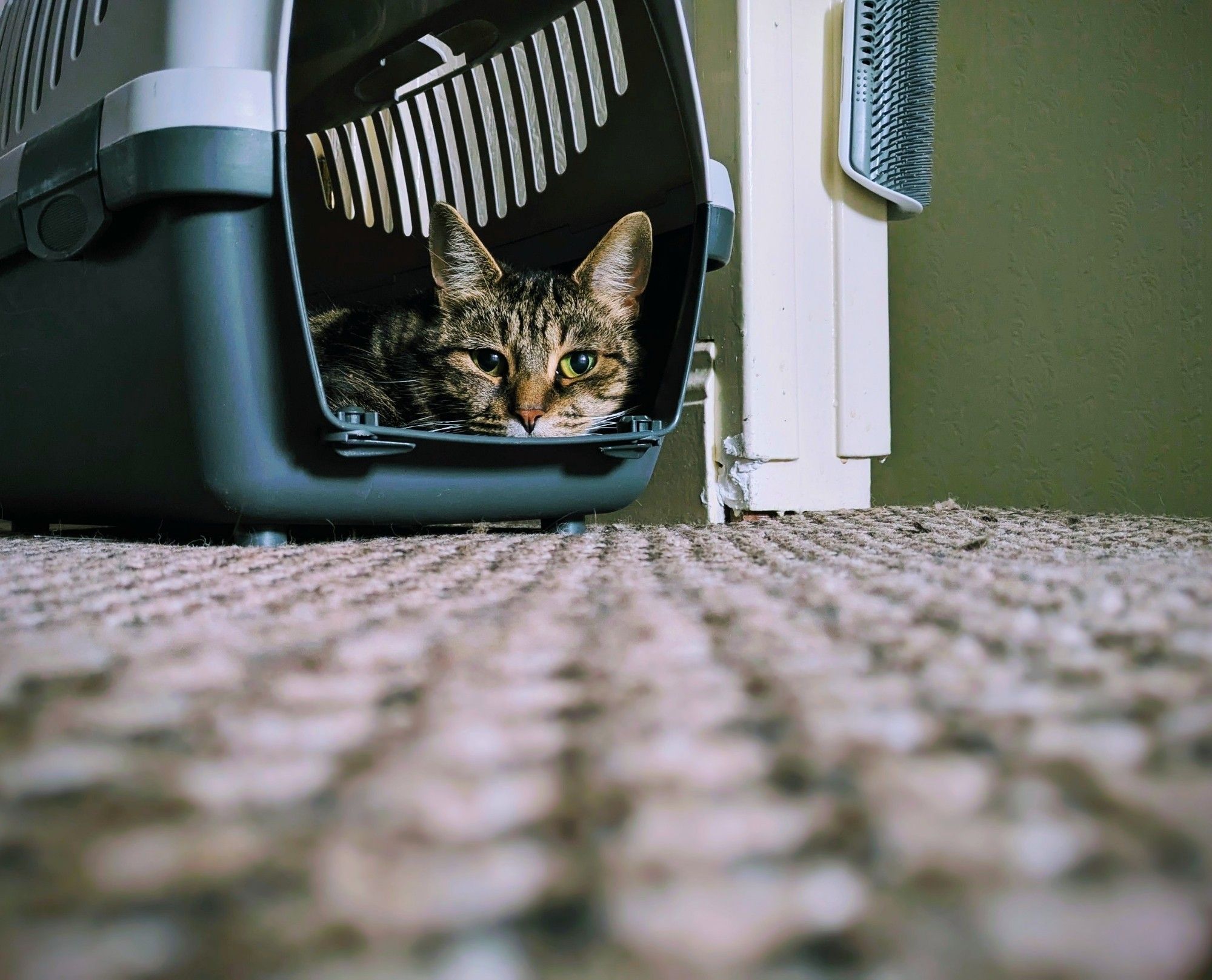 Susie the cat, in her cat carrier
#caturday