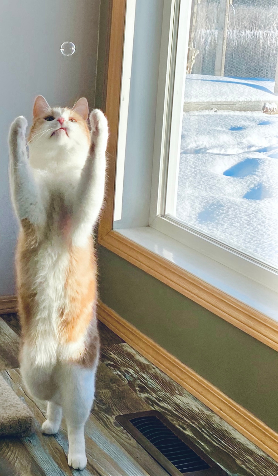 Orange Tabby cat, Greg, standing tall on his hind toe beans with front paws stretched straight in the air trying to catch a catnip bubble floating above his head. 
