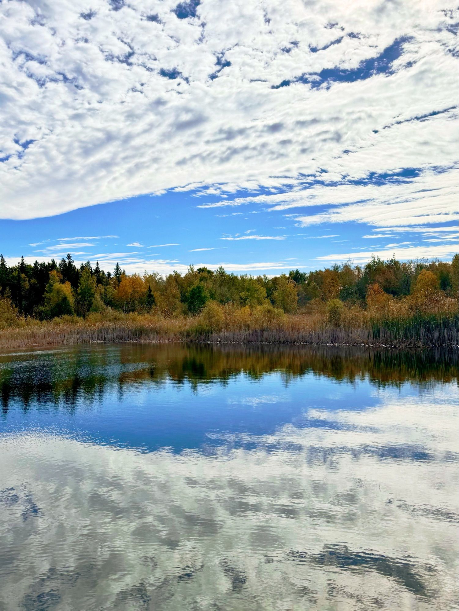 A photo of clouds and a blue sky reflecting on our backyard pond with a fall-coloured tree line separating water from sky.