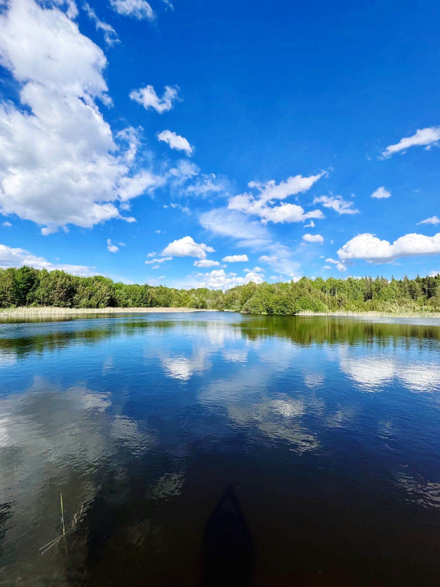 A blue sky littered with white clouds reflecting on our freshwater pond with a tree line in the distance.