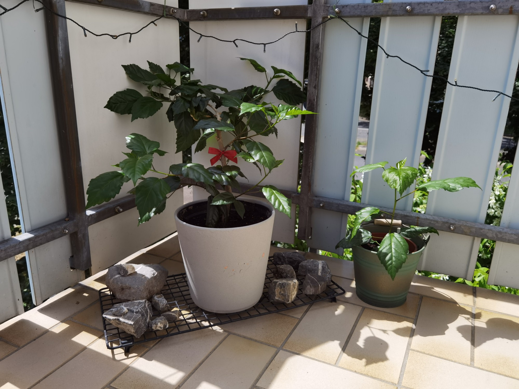 Foto von zwei Hibiskuspflanzen (klein und mittelgroß) in Töpfen auf einem Balkon. Steine liegen zur Deko daneben und die Sonne scheint.