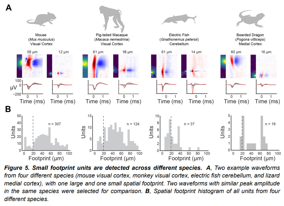 Figure 5 from the pre-print showing neuronal waveforms recorded in 4 species, the mouse, pig-tailed macaque, electric fish, and bearded dragon. The bottom panel shows the footprint (spread) across the probe of the neurons recorded in all 4 species, and indicates roughly 10-12% of neurons had a spread less than 20 microns in the macaque, mouse and bearded dragon. Whereas 48.7% of the recorded units in the electric fish had a spread less than 20 microns. This figure demonstrates that the high-density NP Ultra is able to record units that previous Neuropixels probes are not.