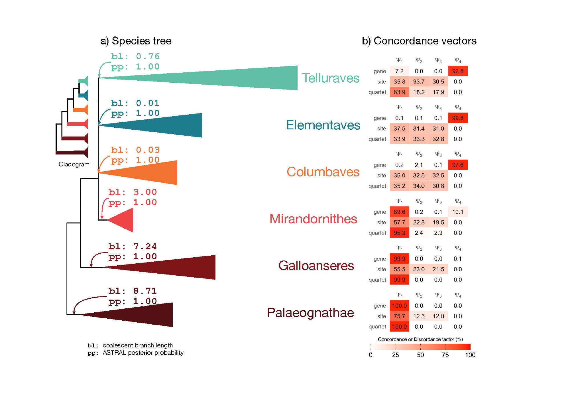 A phylogeny showing six major clades of birds. Next to each is a table of concordance vectors.