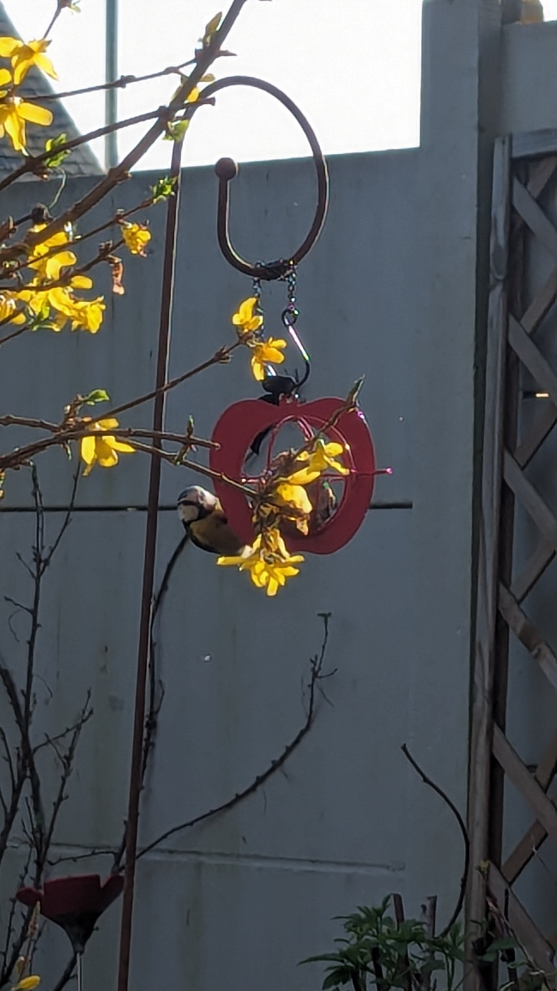 Une mésange qui boulotte une des dernières boules de graisse de la saison