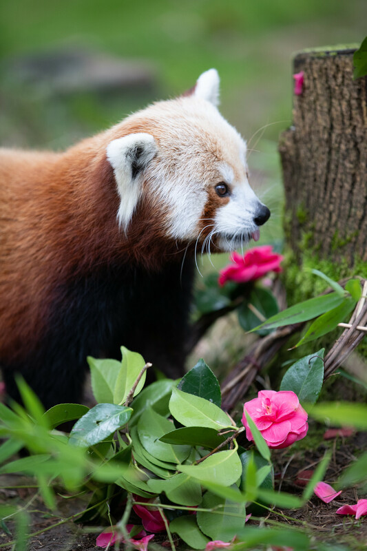A red panda sniffing a camellia flower