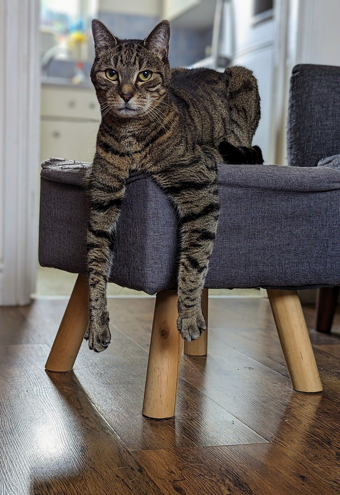 Obnoxiously stripey tabby cat, sits with his front legs hanging down over a footstool. If whisky in a heavy tumbler glass was a cat, it would be him. He looks cool as fuck.