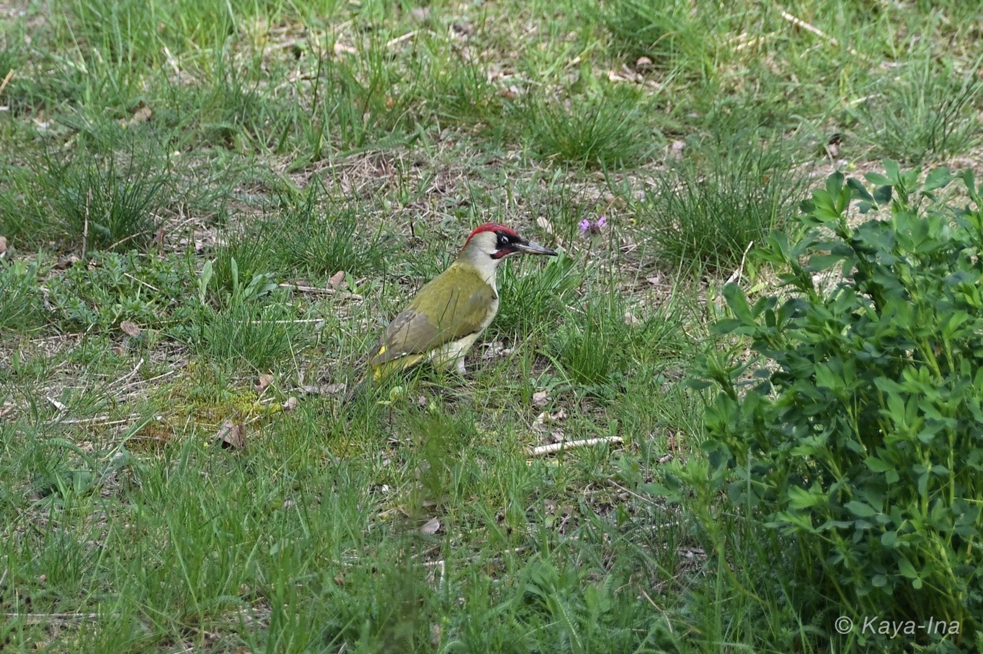 Buntspecht in einer wilden Wiese