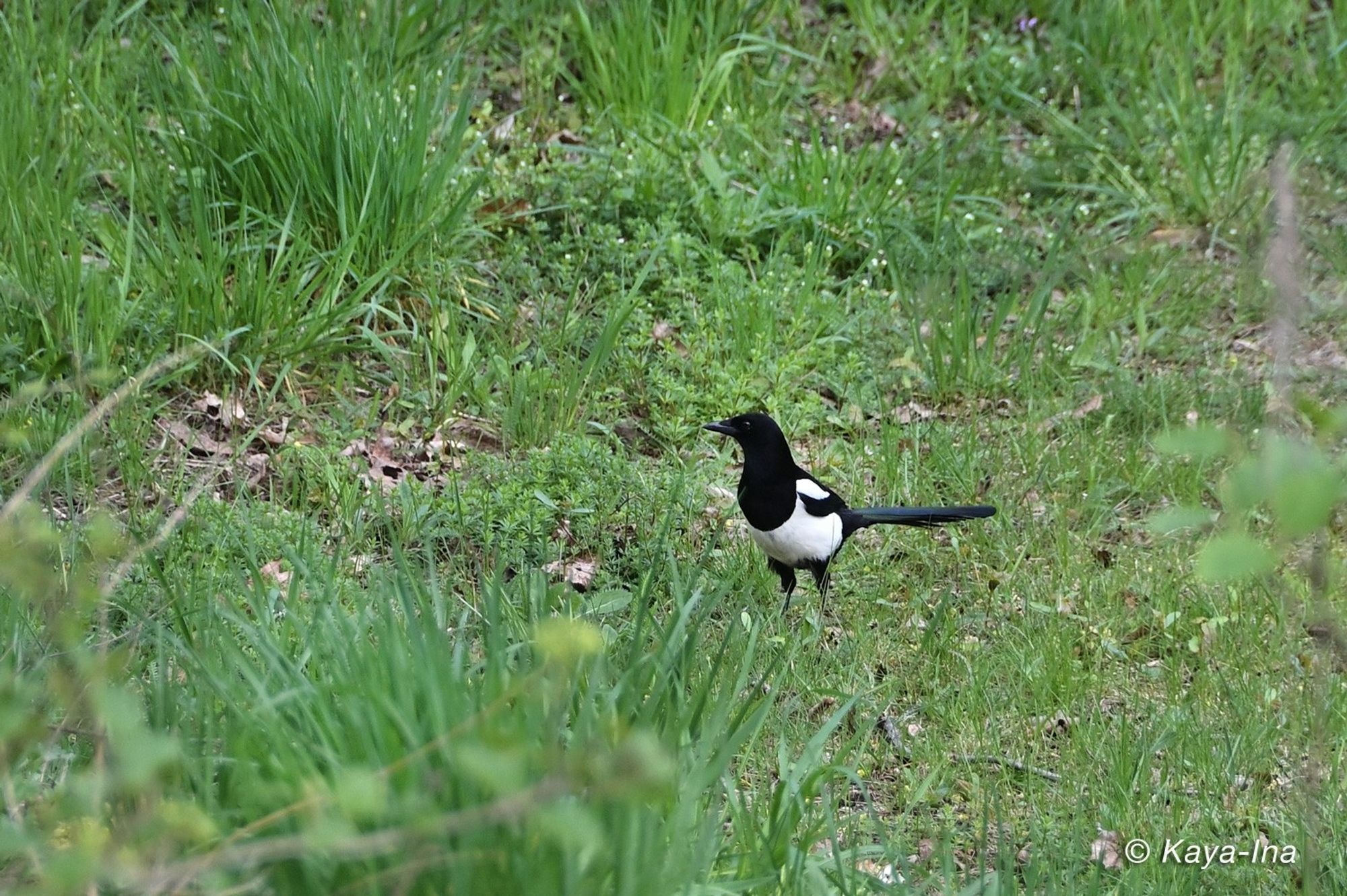 Elster inmitten einer wilden Wiese