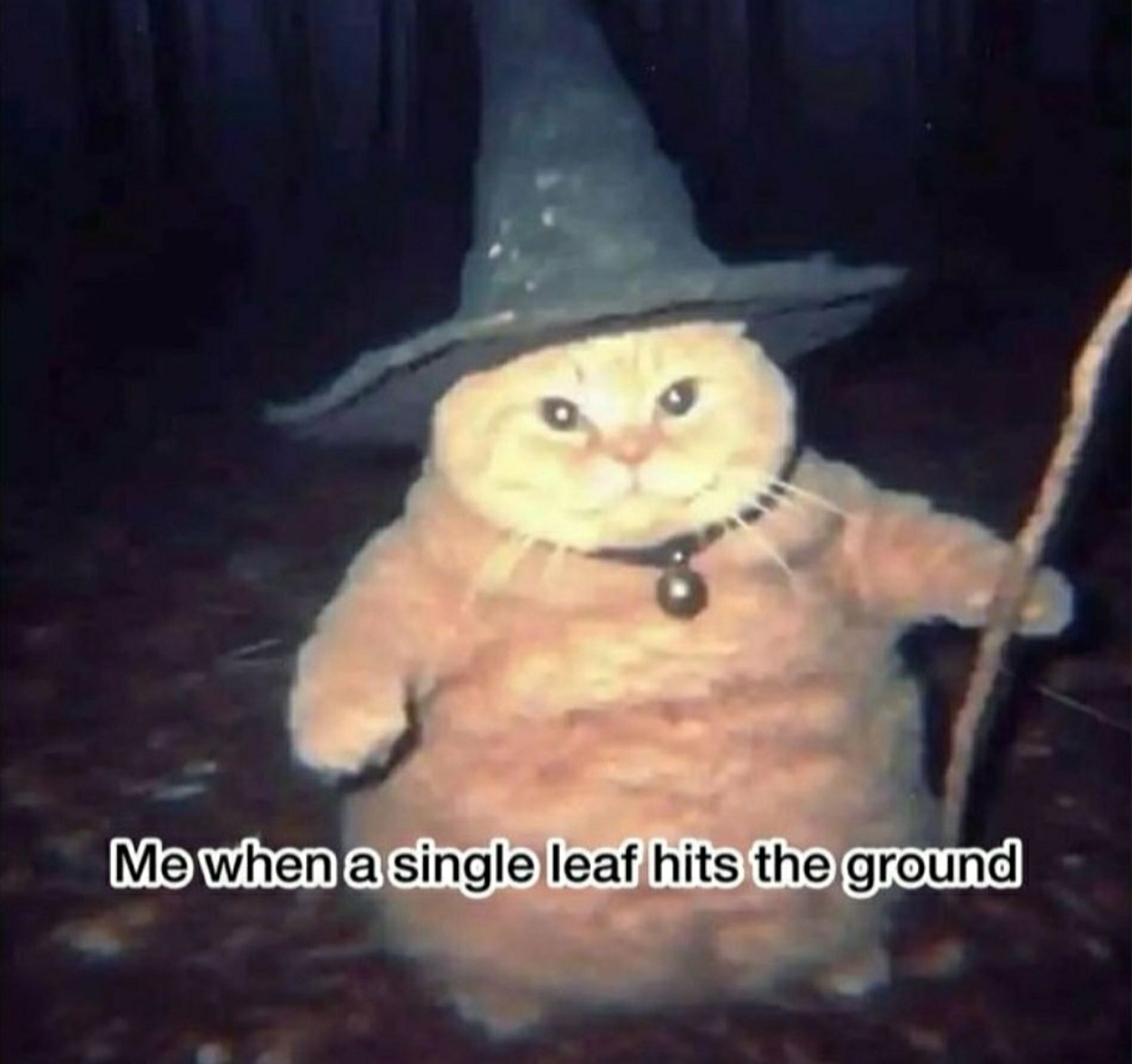 Thicc round cat in a witch hat