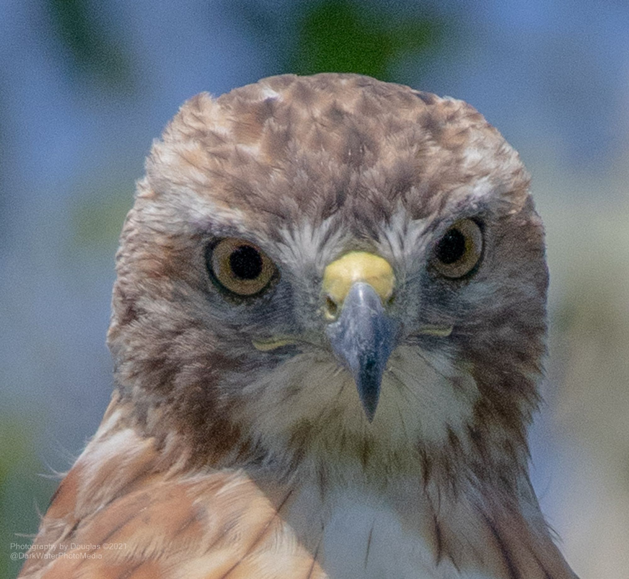 Look deep into those eyes, she's looking deep into your very soul. This is a Red tailed hawk.