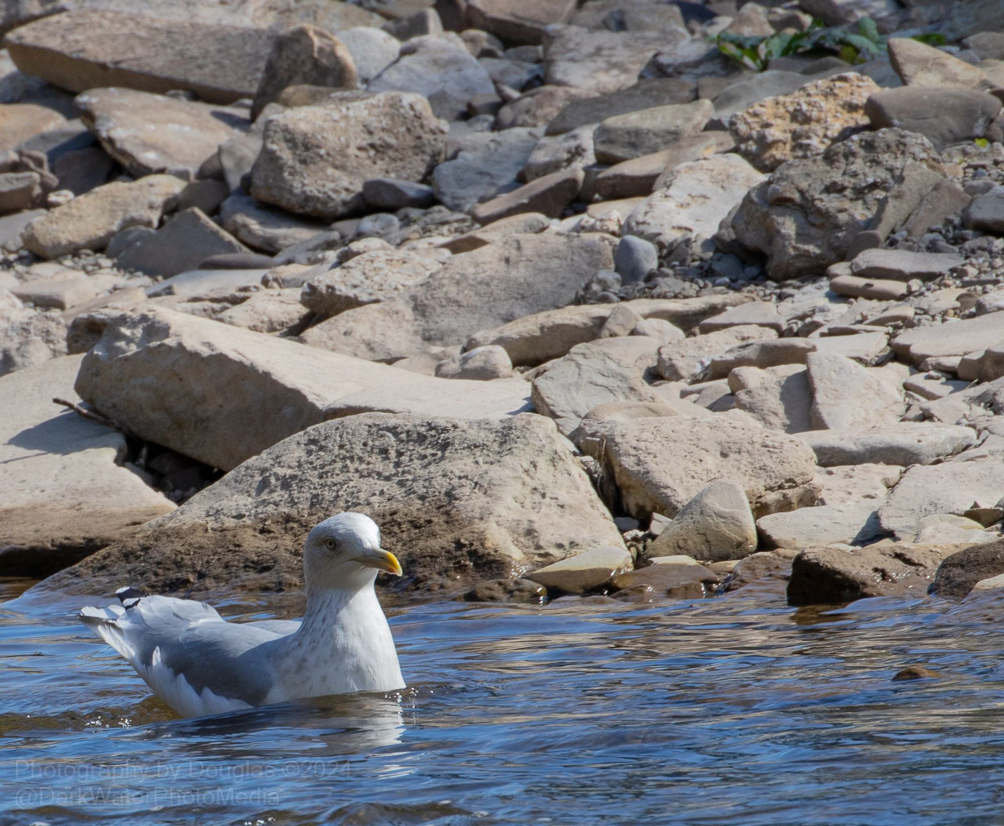 This is the same herring gull swimming against the current on the Credit River, just from a little further away showing more rocks along the shore.