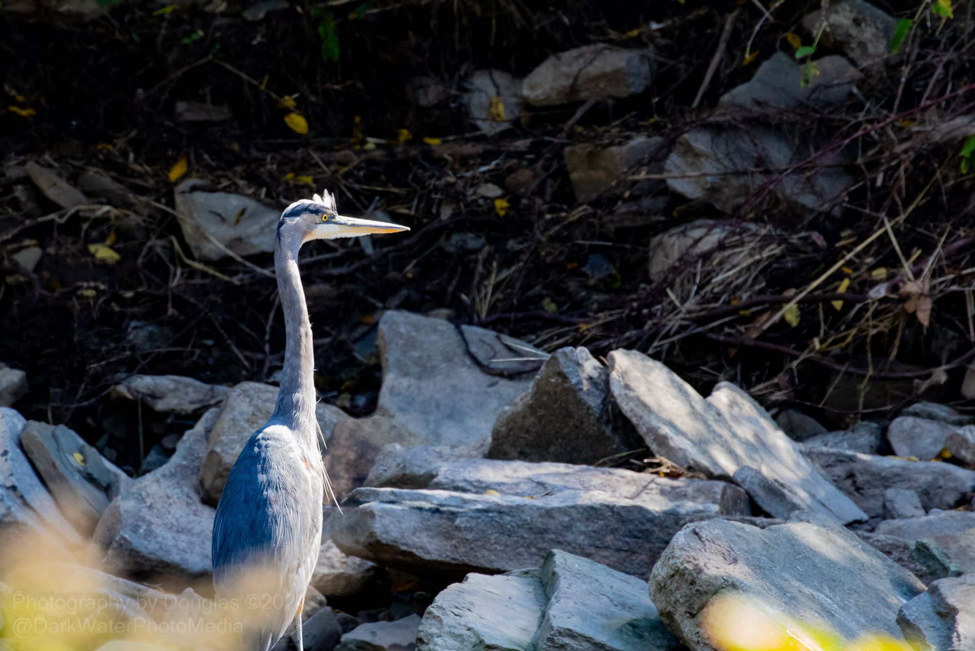 Imagine, if you will, a scene from the Pleistocene, where wooly mammoths and sabre-toothed cats would have roamed. Great Blue Herons were part of this landscape, too, and have always been a part of the human imagination.