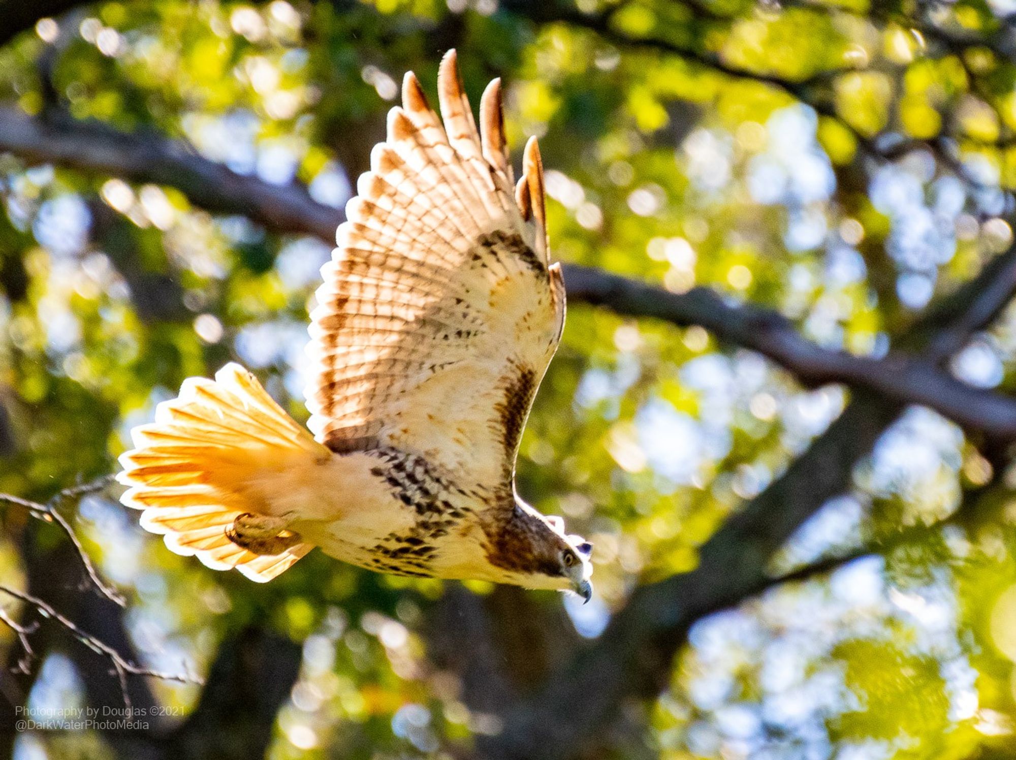 A redtailed hawk gliding past ... belly band fully visible, wings outstretched, tail flared open ... trees and leaves blurred in the background.