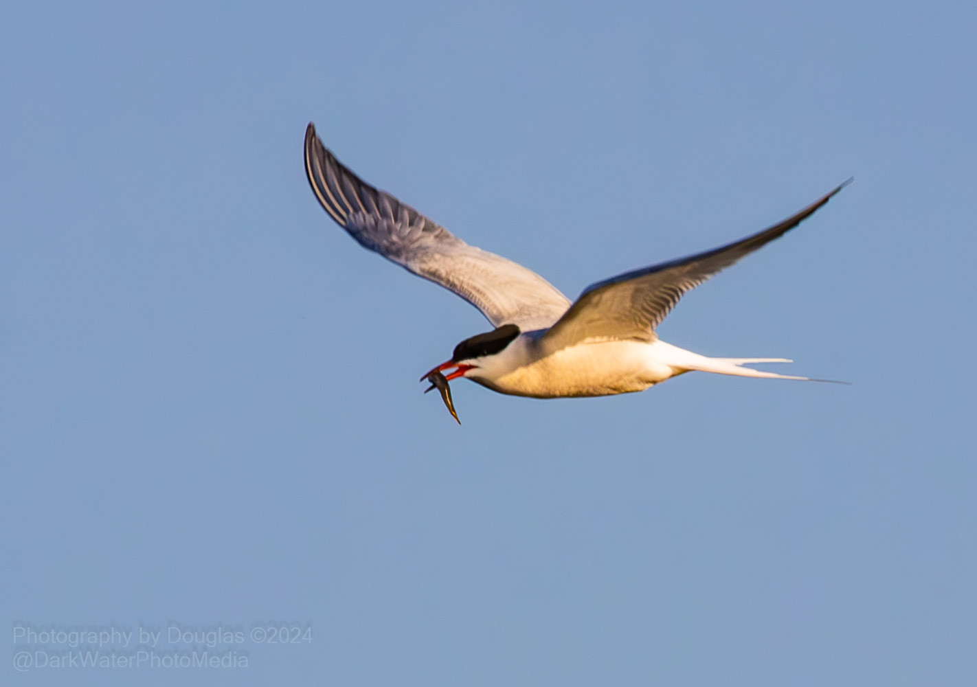 Evening sun lights up a tern from below, in it's bill there's some water living morsel.