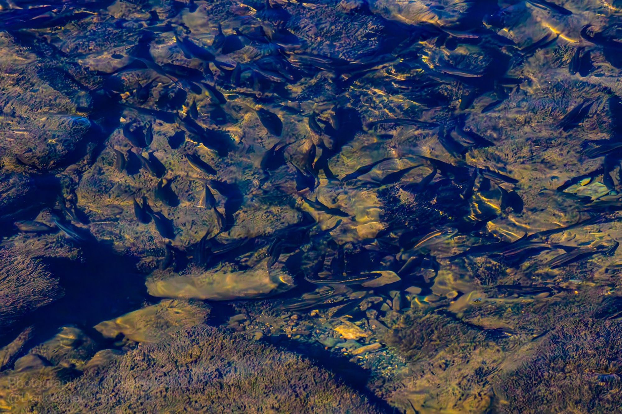 A school of shadowy fish darts among the rocks in the Etobicoke Creek.