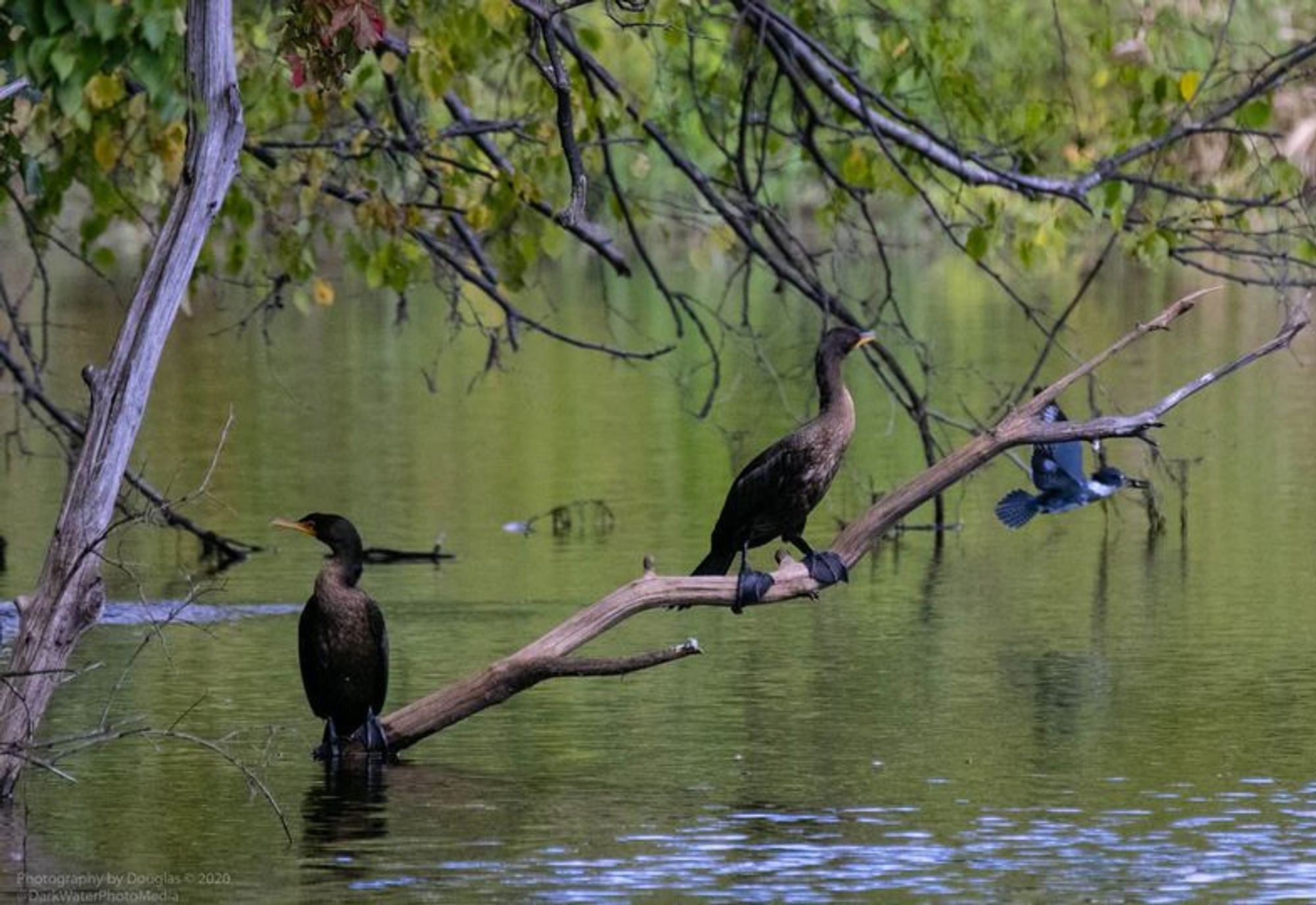 Kingfisher - Cormorant pair, photobombed. 
High Park - Toronto.  (archives)