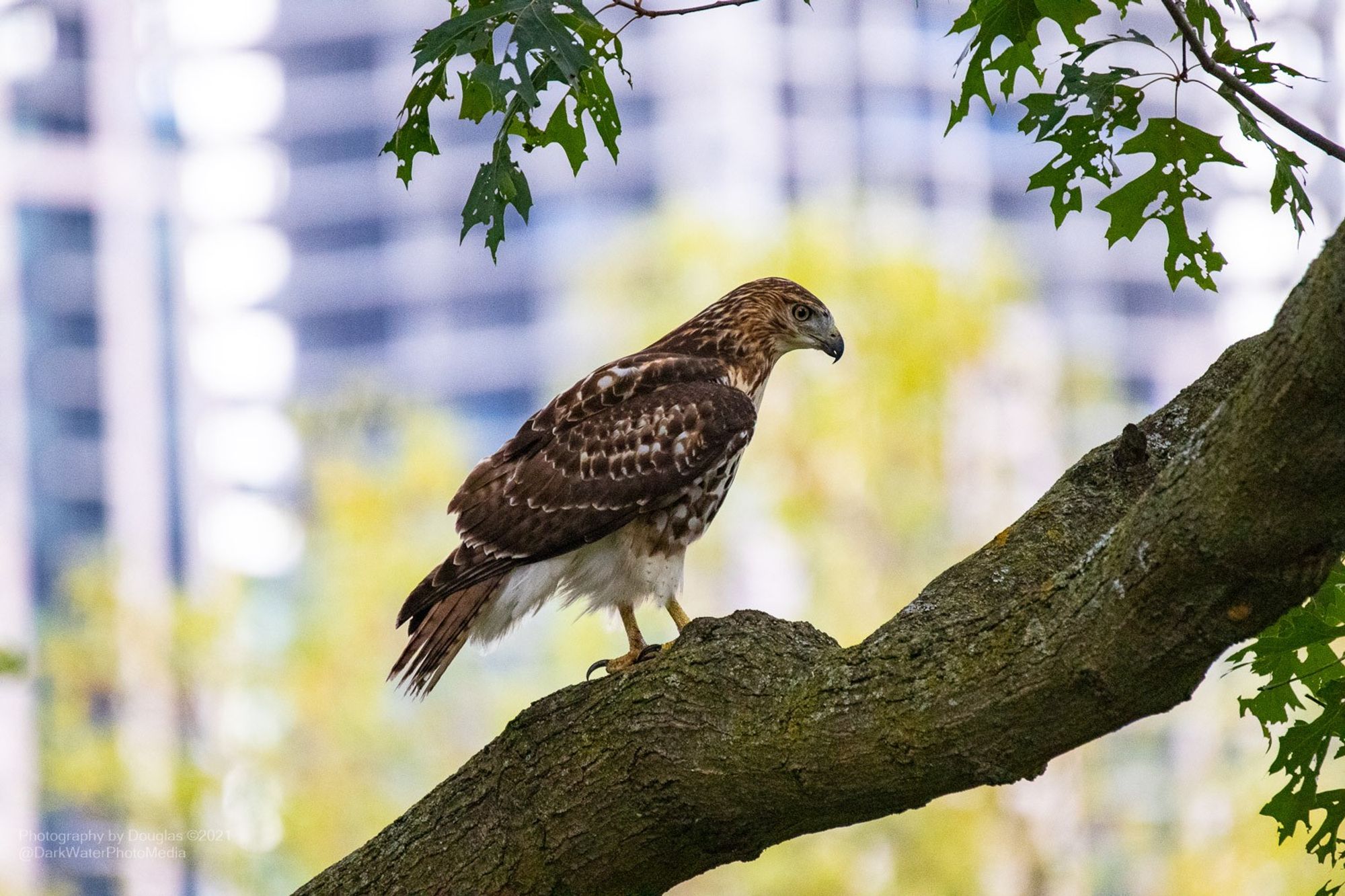 Juvenile Red-tails often have brown tails crossed by darker horizontal bars, and in the West, many adults have some narrow barring on their red tails. The tails on the Harlan's subspecies are pale and mottled, and usually lack any sort of red.

Background: urban buildings across the pond and some yellow leafy foliage.