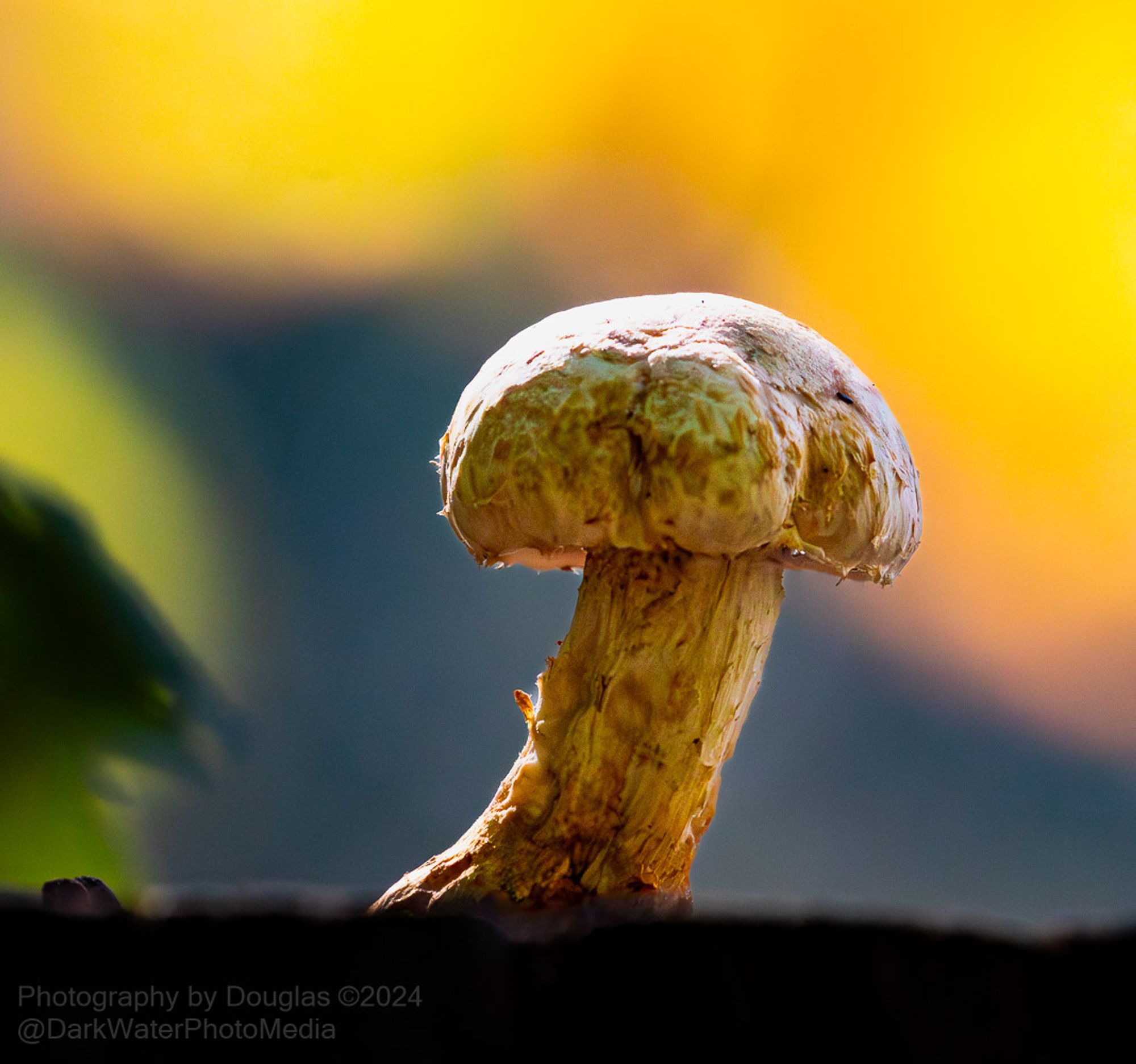 Here's an image of what I've been reasonably advised this is Hemipholiota populnea with 95% certainty.  Mind you I'm just a photographer not a mycologist 

This mushroom is growing in the middle of a tree stump along the Credit River Valley.  Mississauga, Ontario.