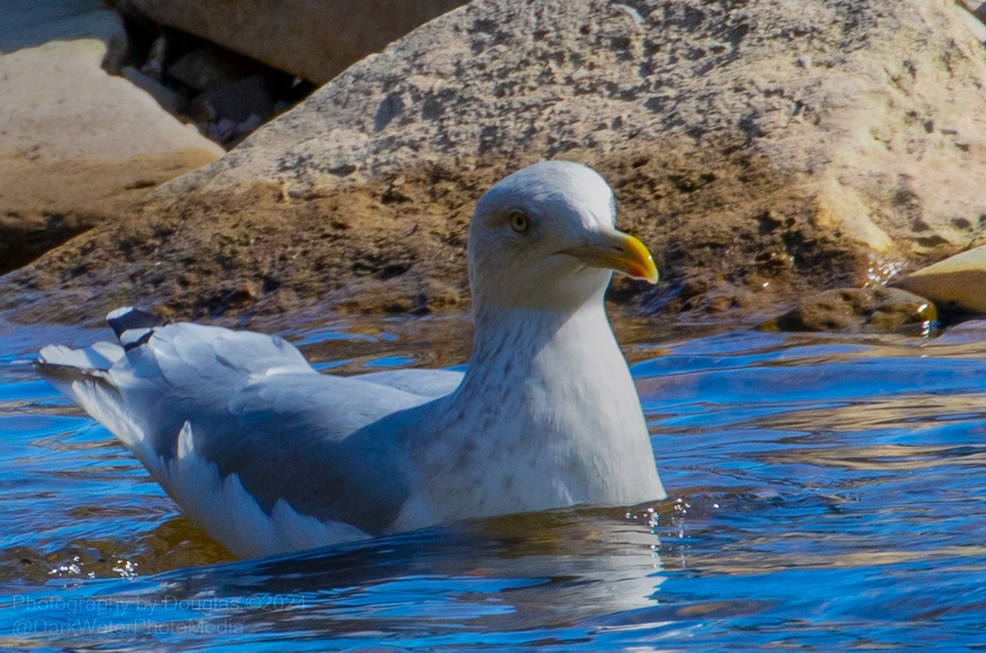 Juveniles are mottled brown; second-year birds are brown but show gray on the back. Third-years have more gray on the back and more white on the head and underparts. The legs are dull pink at all ages. Herring Gulls patrol shorelines and open ocean, picking scraps off the surface.