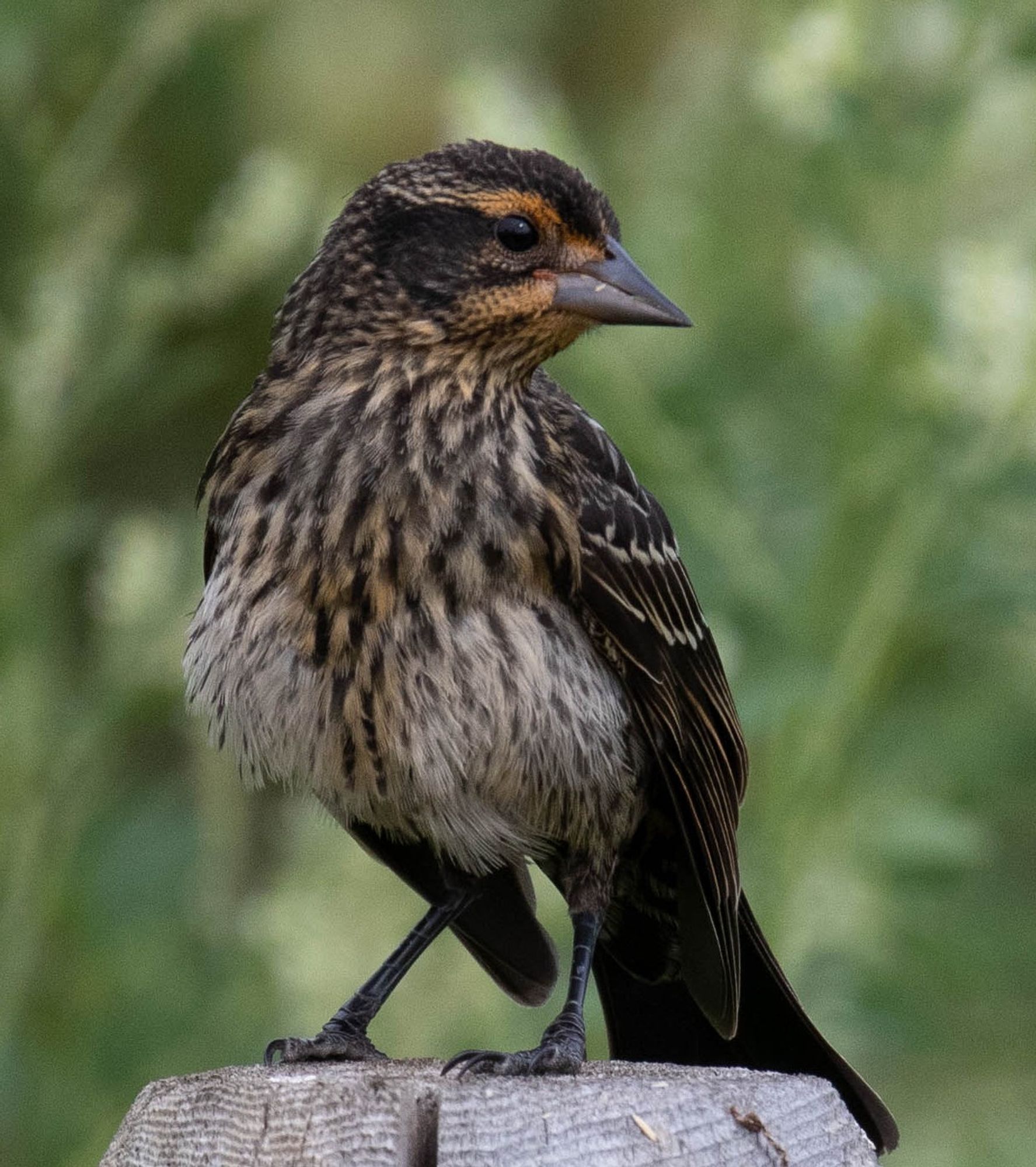 Females are crisply streaked and dark brownish overall, paler on the breast and often show a whitish eyebrow.  Red-wing blackbirds symbolize protection, good luck, and even prosperity.