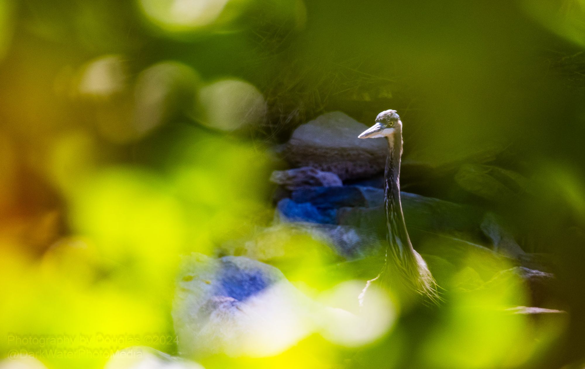 Great Blue Heron on the Credit River, just ambling along over the rocky shore as seen through the leafy green foliage.  Foliage is blurred, an effect of my lens and the light as I focused upon this individual.